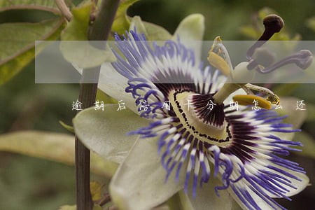 逾期后信用卡分期怎么还 逾期后信用卡分期怎么还