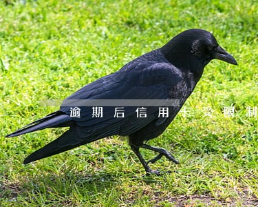 逾期后信用卡受限制 逾期后信用卡受限制