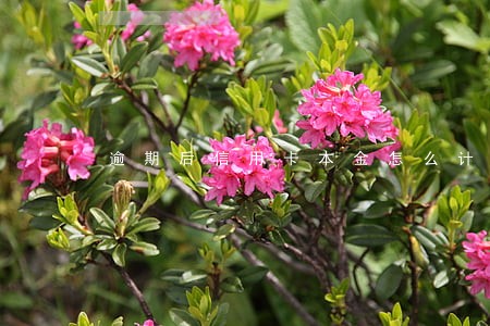 逾期后信用卡本金怎么计算的