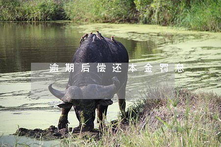 逾期后偿还本金罚息 逾期后偿还本金罚息