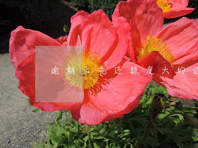 逾期后先还额度大的还是额度小的 逾期后先还额度大的还是额度小的