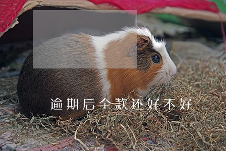 逾期后全款还好不好 逾期后全款还好不好