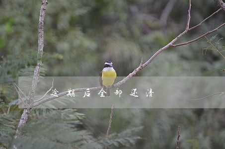 逾期后全部还清 逾期后全部还清