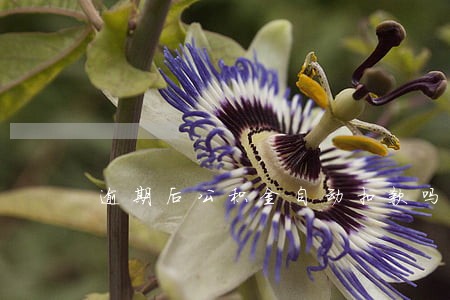 逾期后公积金自动扣款吗 逾期后公积金自动扣款吗