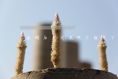 逾期后关闭花呗不能用了 逾期后关闭花呗不能用了