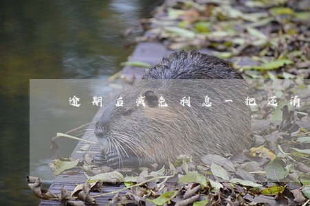 逾期后减免利息一把还清可以看吗