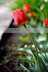 逾期后分期付款协议担保免责吗