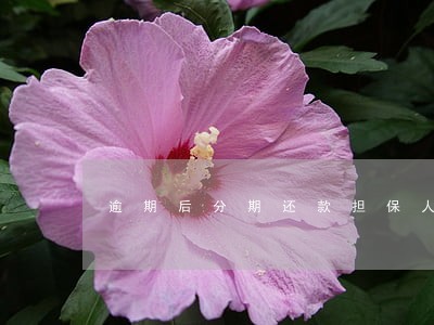逾期后分期还款担保人的责任 逾期后分期还款担保人的责任