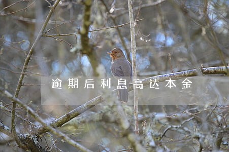 逾期后利息高达本金 逾期后利息高达本金