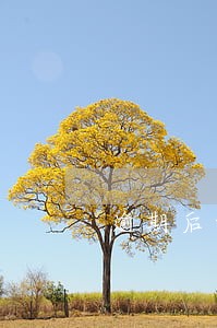 逾期后协商分期是只还本金吗 逾期后协商分期是只还本金吗