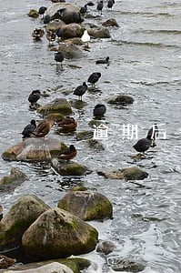 逾期后卡里一旦有钱会不会秒扣
