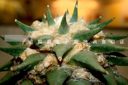 逾期后去户籍地调查取证是真的吗 逾期后去户籍地调查取证是真的吗