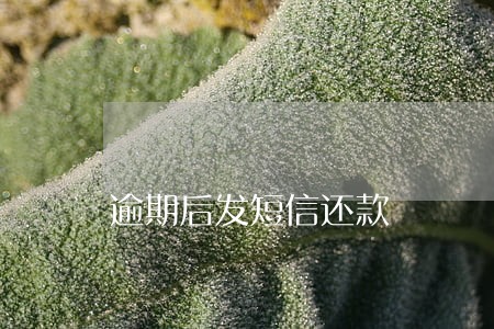 逾期后发短信还款 逾期后发短信还款