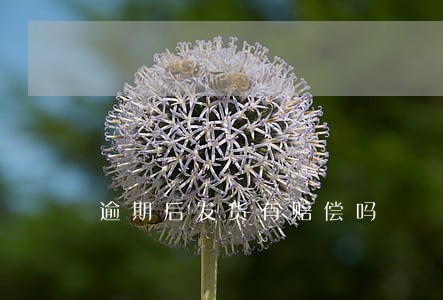 逾期后发货有赔偿吗 逾期后发货有赔偿吗