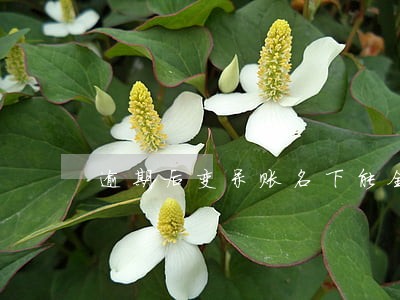 逾期后变呆账名下能全款买车吗 逾期后变呆账名下能全款买车吗