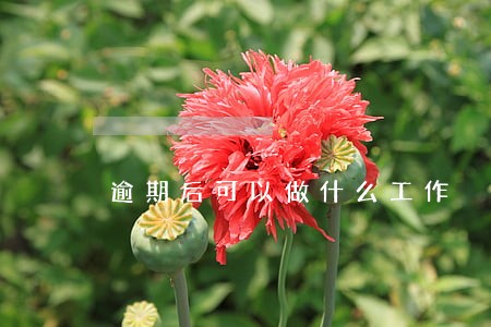 逾期后可以做什么工作 逾期后可以做什么工作