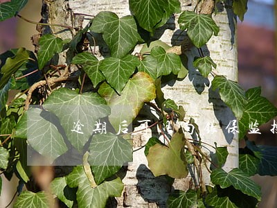 逾期后可以向银保监投诉吗 逾期后可以向银保监投诉吗