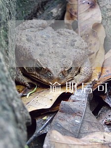 逾期后可以拒绝催收上门吗
