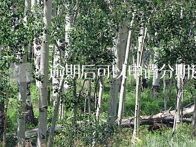 逾期后可以申请分期还款吗 逾期后可以申请分期还款吗