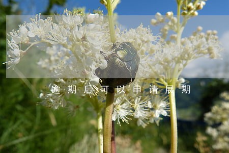 逾期后可以申请展期 逾期后可以申请展期