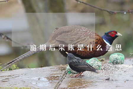 逾期后呆账是什么意思 逾期后呆账是什么意思
