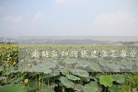 逾期后如何快速涨芝麻分 逾期后如何快速涨芝麻分