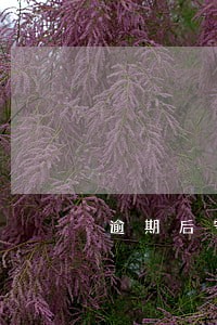 逾期后守约不能借钱 逾期后守约不能借钱
