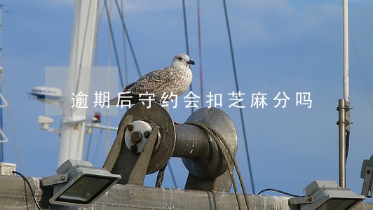 逾期后守约会扣芝麻分吗 逾期后守约会扣芝麻分吗