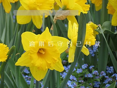 逾期后守约已付款 逾期后守约已付款