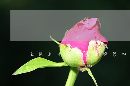 逾期后守约开通借呗影响额度吗 逾期后守约开通借呗影响额度吗
