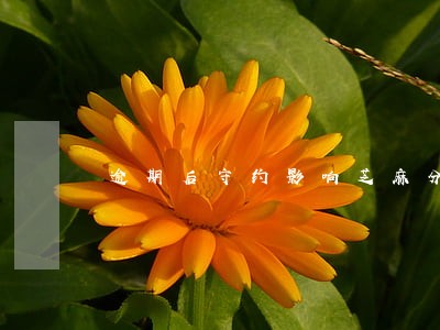 逾期后守约影响芝麻分吗 逾期后守约影响芝麻分吗