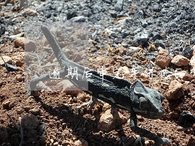 逾期后审完车保险正常吗 逾期后审完车保险正常吗