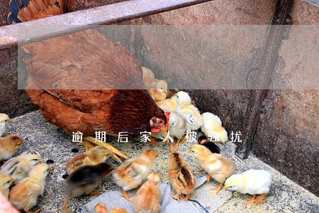 逾期后家人被骚扰 逾期后家人被骚扰