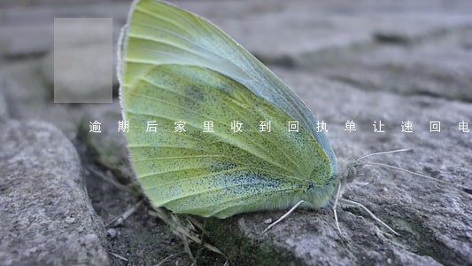 逾期后家里收到回执单让速回电话