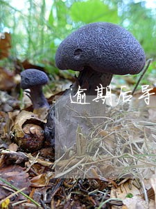 逾期后导致违约 逾期后导致违约