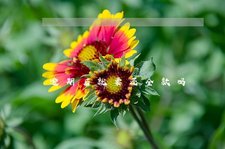 逾期后就要还全款吗