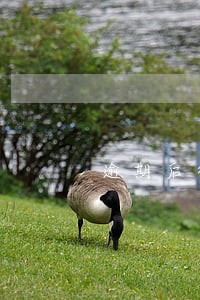 逾期后征信怎样显示 逾期后征信怎样显示