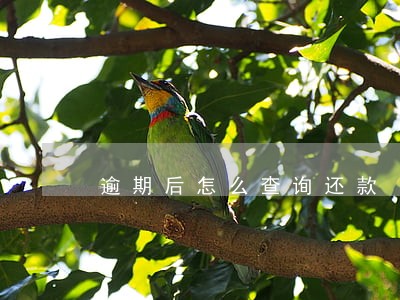 逾期后怎么查询还款