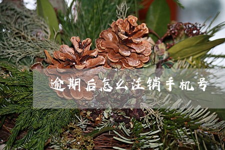 逾期后怎么注销手机号 逾期后怎么注销手机号
