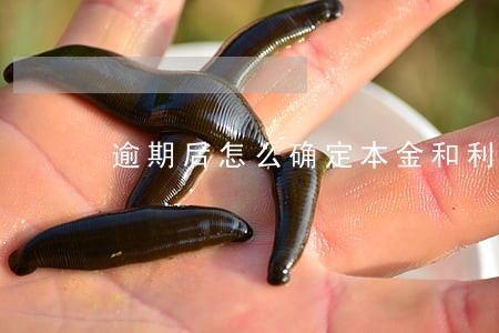 逾期后怎么确定本金和利息 逾期后怎么确定本金和利息
