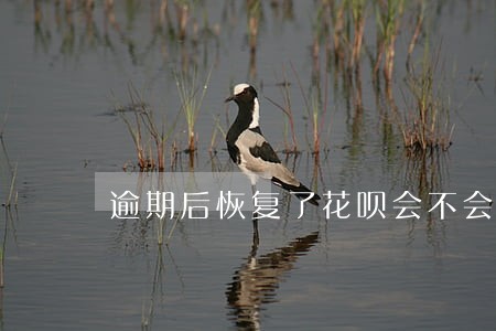 逾期后恢复了花呗会不会恢复借呗