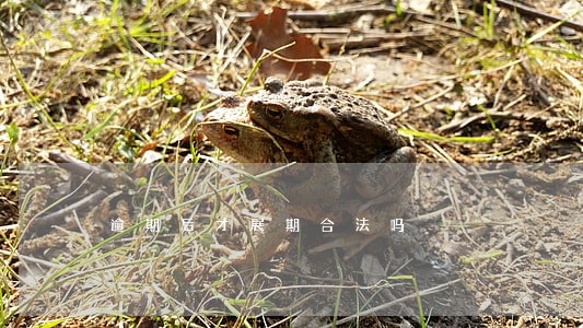 逾期后才展期合法吗 逾期后才展期合法吗