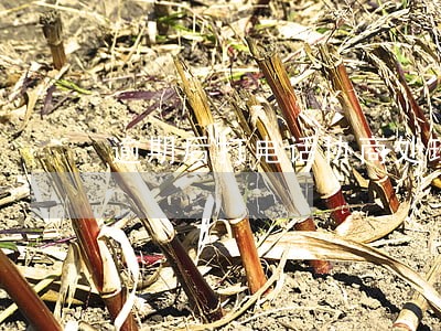 逾期后打电话协商处理免息 逾期后打电话协商处理免息