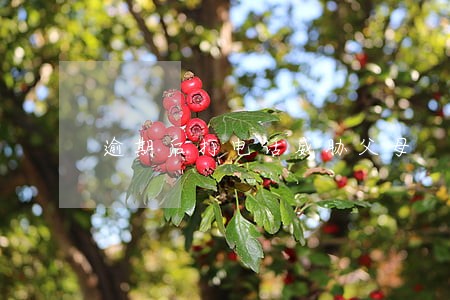 逾期后打电话威胁父母