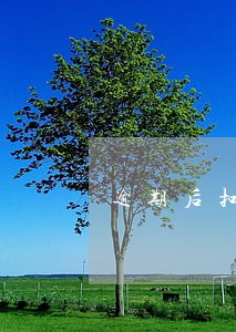 逾期后扣款顺序 逾期后扣款顺序