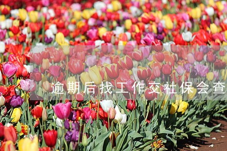 逾期后找工作交社保会查出来吗 逾期后找工作交社保会查出来吗
