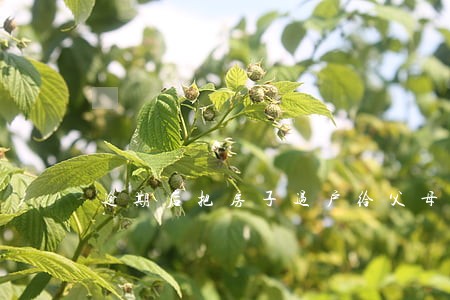 逾期后把房子过户给父母 逾期后把房子过户给父母