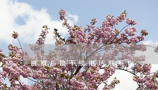 逾期后接不接电话联系你