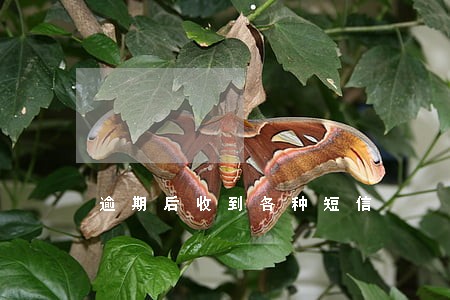 逾期后收到各种短信 逾期后收到各种短信