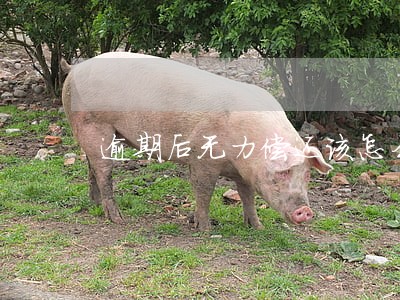 逾期后无力偿还该怎么协商 逾期后无力偿还该怎么协商